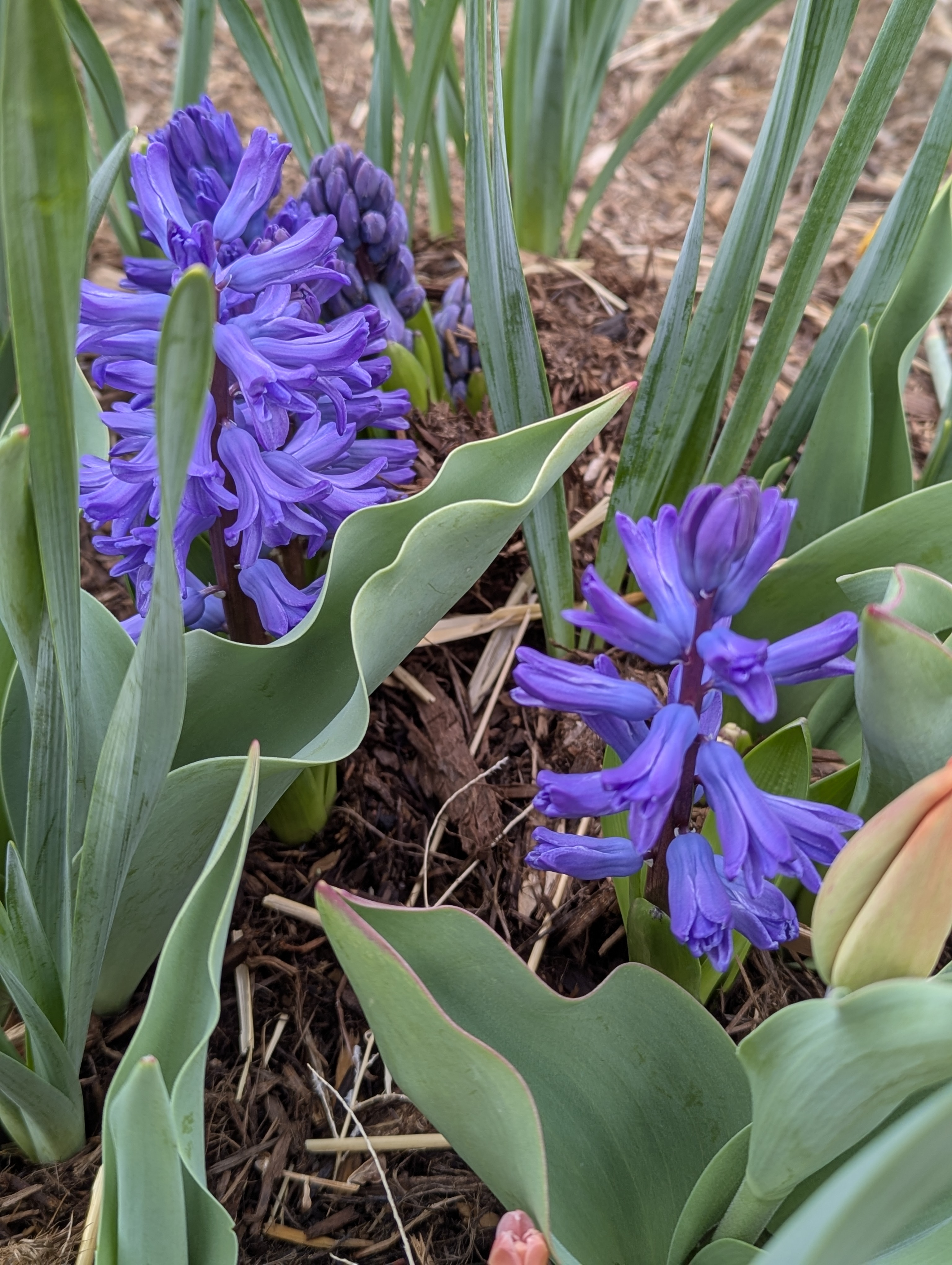 Hyacinth, Morrison, Colorado